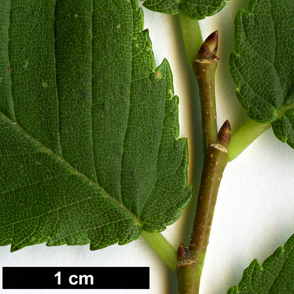 High resolution image: Family: Ulmaceae - Genus: Ulmus - Taxon: serotina